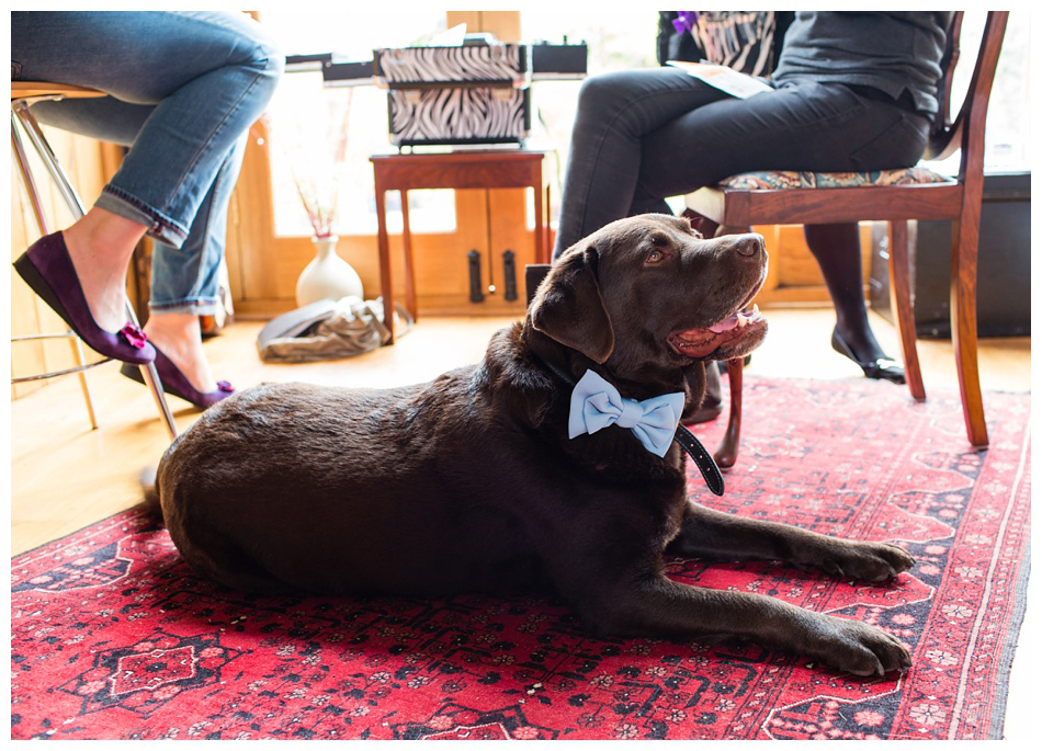 dogs at weddings