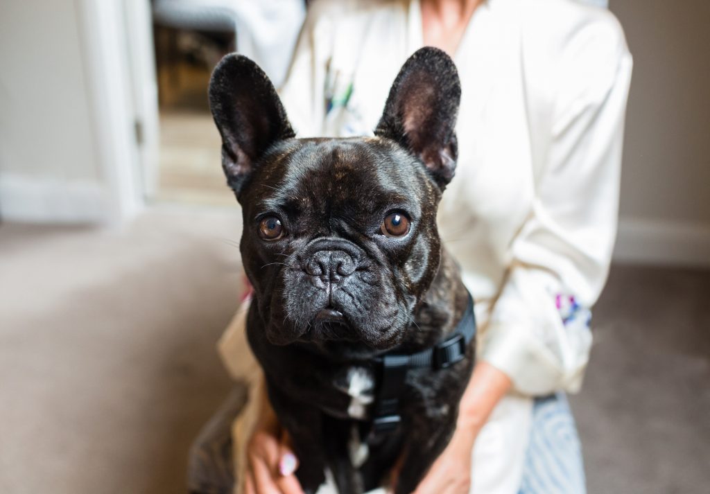 Dog at Danesfield House wedding