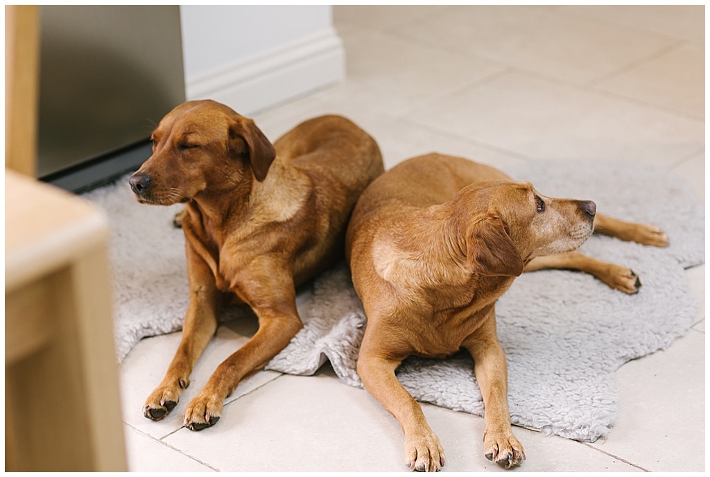 dogs at a Shropshire wedding