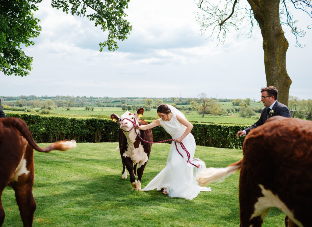 Staffordshire wedding photographer; farmers wedding with cows